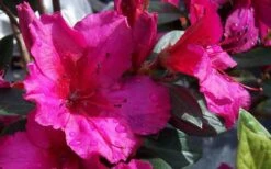 Red Formosa Azalea - 6 Pack Of 1 Gallon Pots 11 Red Formosa Azalea - 6 Pack Of 1 Gallon Pots -Garden Plants Shop Azalea Red Formosa 1