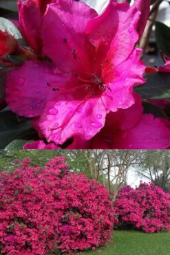 Red Formosa Azalea - 6 Pack Of 1 Gallon Pots 10 Red Formosa Azalea - 6 Pack Of 1 Gallon Pots -Garden Plants Shop Azalea Red Formosa 1 500x750 2