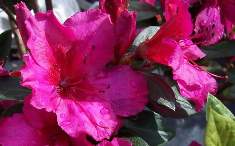 Red Formosa Azalea - 6 Pack Of 1 Gallon Pots 7 Red Formosa Azalea - 6 Pack Of 1 Gallon Pots - Image 5