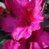 Red Formosa Azalea - 6 Pack Of 1 Gallon Pots -Garden Plants Shop Azalea Red Formosa 5 1