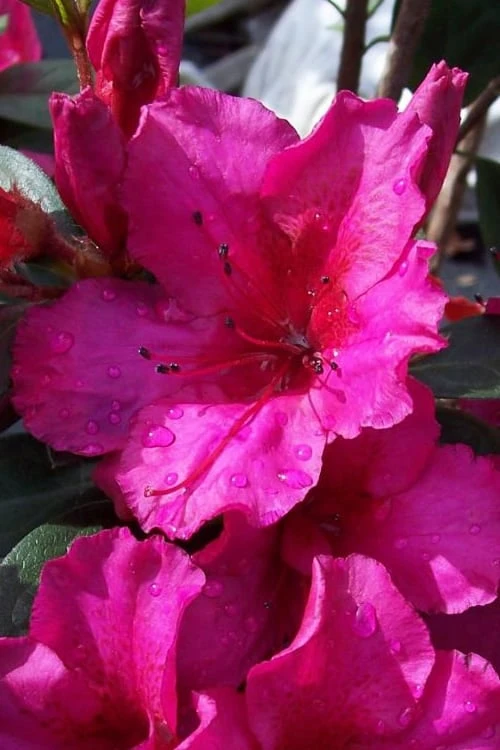 Red Formosa Azalea - 6 Pack Of 1 Gallon Pots 3 Red Formosa Azalea - 6 Pack Of 1 Gallon Pots