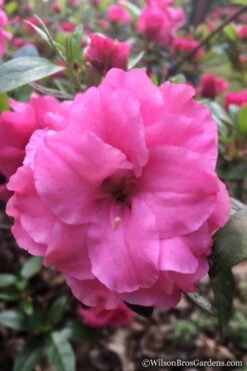 Rosebud Azalea - 6 Pack Of 1 Gallon Pots -Garden Plants Shop Azalea Rosebud 7 3