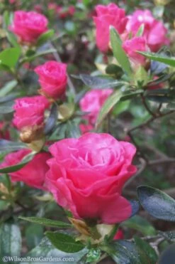 Rosebud Azalea - 1 Gallon Pot -Garden Plants Shop Azalea Rosebud 8 2