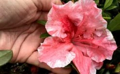 Tama No Hada Azalea - 1 Gallon Pot -Garden Plants Shop Azalea Tama No Hada Closeup