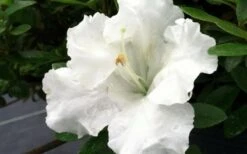 Gumpo White Dwarf Azalea - 2 Gallon Pot 9 Gumpo White Dwarf Azalea - 2 Gallon Pot -Garden Plants Shop Azalea White Gumpo