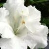 Gumpo White Dwarf Azalea - 2 Gallon Pot -Garden Plants Shop Azalea White Gumpo 500x750 1