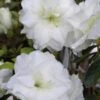 White Rosebud Azalea - 1 Gallon Pot