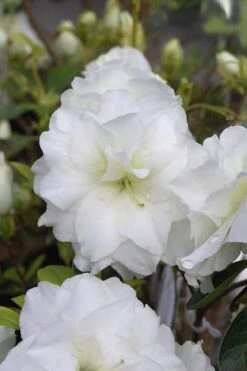 White Rosebud Azalea - 1 Gallon Pot -Garden Plants Shop Azalea White Rosebud 4 1