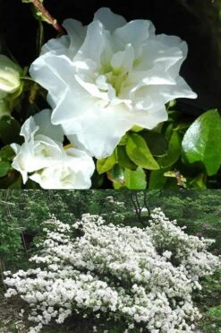 White Rosebud Azalea - 1 Gallon Pot -Garden Plants Shop Azalea White Rosebud 5 1