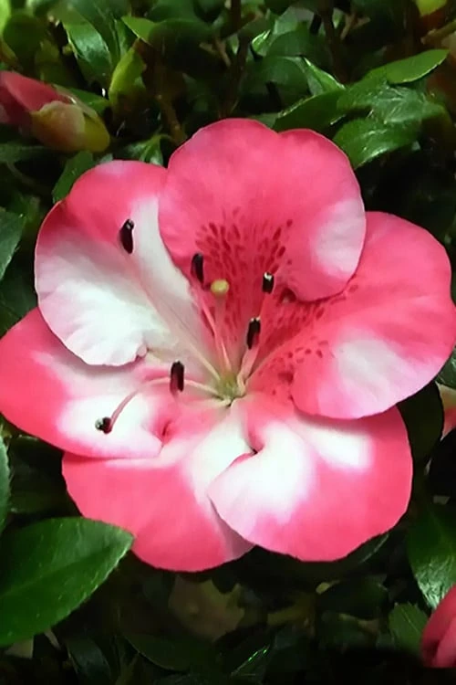 Kobai #2 Azalea - 6 Pack Of 1 Gallon Pots 3 Kobai #2 Azalea - 6 Pack Of 1 Gallon Pots