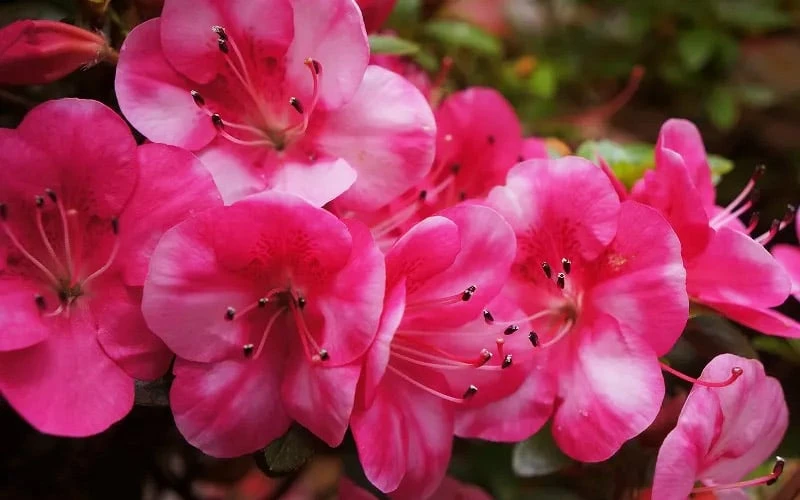 Kobai #2 Azalea - 6 Pack Of 1 Gallon Pots 6 Kobai #2 Azalea - 6 Pack Of 1 Gallon Pots - Image 4