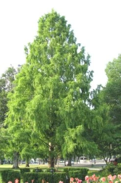 Bald Cypress Tree (Taxodium Distichum) - 1 Gallon Pot 17 Bald Cypress Tree (Taxodium Distichum) - 1 Gallon Pot -Garden Plants Shop Bald Cypress 3