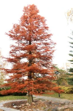 Bald Cypress Tree (Taxodium Distichum) - 1 Gallon Pot 19 Bald Cypress Tree (Taxodium Distichum) - 1 Gallon Pot -Garden Plants Shop Bald Cypress 4
