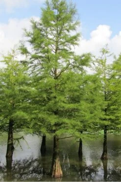 Green Whispers Bald Cypress (Taxodium Distichum) - 7 Gallon Pot (6-7') -Garden Plants Shop Bald Cypress 5 1