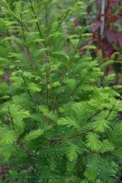 Bald Cypress Tree (Taxodium Distichum) - 1 Gallon Pot 14 Bald Cypress Tree (Taxodium Distichum) - 1 Gallon Pot -Garden Plants Shop Bald Cypress 8