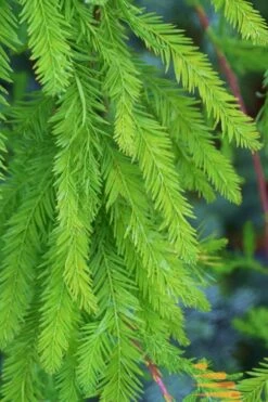 Bald Cypress Tree (Taxodium Distichum) - 1 Gallon Pot 18 Bald Cypress Tree (Taxodium Distichum) - 1 Gallon Pot -Garden Plants Shop Bald Cypress 9