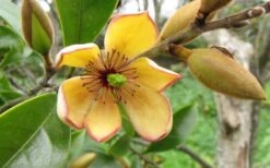 Banana Shrub - 7 Gallon Pot (4-5') -Garden Plants Shop Banana Shrub Flower Closeup