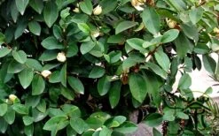 Banana Shrub - 7 Gallon Pot (4-5') -Garden Plants Shop Banana Shrub Foliage