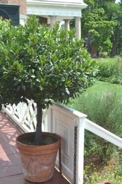 Bay Laurel (Sweet Bay) - Laurus Nobilis - 2 Gallon Pot -Garden Plants Shop Bay Laurel 10 2
