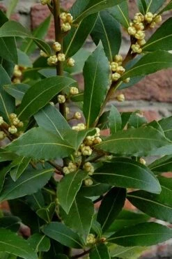 Bay Laurel (Sweet Bay) - Laurus Nobilis - 3 Gallon Pot -Garden Plants Shop Bay Laurel 2 1