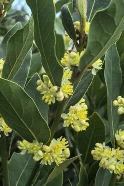 Bay Laurel (Sweet Bay) - Laurus Nobilis - 1 Gallon Pot -Garden Plants Shop Bay Laurel 3