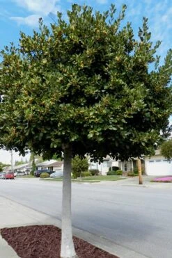 Bay Laurel (Sweet Bay) - Laurus Nobilis - 3 Gallon Pot -Garden Plants Shop Bay Laurel 5 1