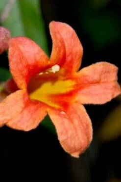 Jekyll Orange Crossvine - Bignonia Capreolata - 2 Gallon Pot 13 Jekyll Orange Crossvine - Bignonia Capreolata - 2 Gallon Pot -Garden Plants Shop Bignonia Jekyll orange 21