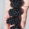 Apache Thornless Blackberry - 2 Gallon Pot -Garden Plants Shop Blackberry Apache In hand 500x750 1