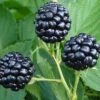Natchez Thornless Blackberry - 3 Gallon Pot -Garden Plants Shop Blackberry Natchez BS