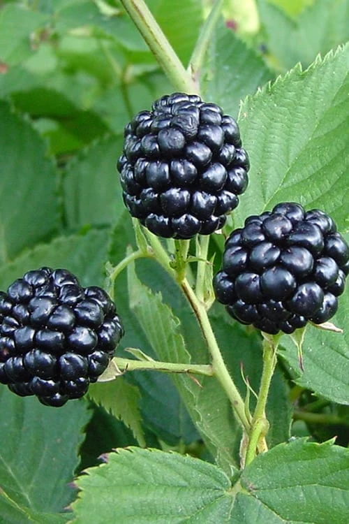 Natchez Thornless Blackberry - 3 Gallon Pot 3 Natchez Thornless Blackberry - 3 Gallon Pot