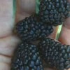 Prime Ark Traveler Blackberry Plant - 1 Gallon Pot -Garden Plants Shop Blackberry Prime Ark Traveler 1