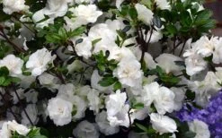Snowball Bloom 'N Again Azalea - 2 Gallon Pot -Garden Plants Shop Bloom N Again Azalea Snowball