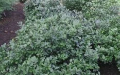 Blue Mist Fothergilla - 3 Gallon Pot -Garden Plants Shop Blue Mist Dwarf Fothergilla 1