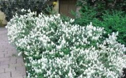 Blue Mist Fothergilla - 3 Gallon Pot -Garden Plants Shop Blue Mist Dwarf Fothergilla 2