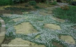 Blue Star Creeper (Laurentia Fluviatilis) - 3 Pack Of Quart Pots -Garden Plants Shop Blue Star Creeper 20