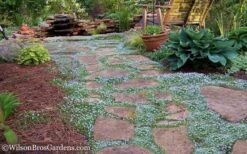 Blue Star Creeper (Laurentia Fluviatilis) - 3 Pack Of Quart Pots -Garden Plants Shop Blue Star Creeper 21