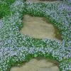 Blue Star Creeper (Laurentia Fluviatilis) - 3 Pack Of Quart Pots -Garden Plants Shop Blue Star Creeper 22