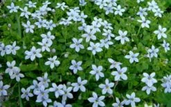 Blue Star Creeper (Laurentia Fluviatilis) - 3 Pack Of Quart Pots -Garden Plants Shop Blue Star Creeper Laurentia 1