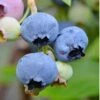 Alapaha Rabbiteye Blueberry - 1 Gallon Pot -Garden Plants Shop Blueberry Alapaha 3