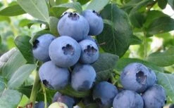 Bless Your Heart Rabbiteye Blueberry - 1 Gallon Pot -Garden Plants Shop Blueberry Bless Your Heart