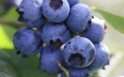 Delite Rabbiteye Blueberry - 3 Gallon Pot -Garden Plants Shop Blueberry Delite