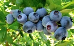 Misty Southern Highbush Blueberry - 3 Gallon Pot -Garden Plants Shop Blueberry Misty