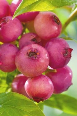 Pink Lemonade Blueberry - 6 Pack Of 1 Gallon Pots -Garden Plants Shop Blueberry Pink Lemonade 6 1