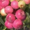 Pink Lemonade Blueberry - 3 Gallon Pot -Garden Plants Shop Blueberry Pink Lemonade 8