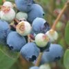 Powderblue Rabbiteye Blueberry - 6 Pack Of 1 Gallon Pots -Garden Plants Shop Blueberry Rabbiteye Powder Blue 500x750 1