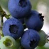 Baldwin Rabbiteye Blueberry - 1 Gallon Pot -Garden Plants Shop Blueberry Rbbiteye Baldwin 500x750 1