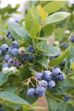 Jubilee Southern Highbush Blueberry - 1 Gallon Pot -Garden Plants Shop Blueberry Southern Higbush Jubilee 500x750 1