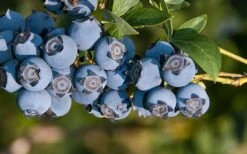 Star Southern Highbush Blueberry - 3 Gallon Pot 9 Star Southern Highbush Blueberry - 3 Gallon Pot -Garden Plants Shop Blueberry Star