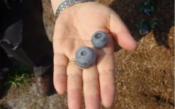 Titan Blueberry - 3 Gallon Pot 12 Titan Blueberry - 3 Gallon Pot -Garden Plants Shop Blueberry Titan