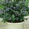 Top Hat Dwarf Blueberry - 1 Gallon Pot -Garden Plants Shop Blueberry Top Hat 1
